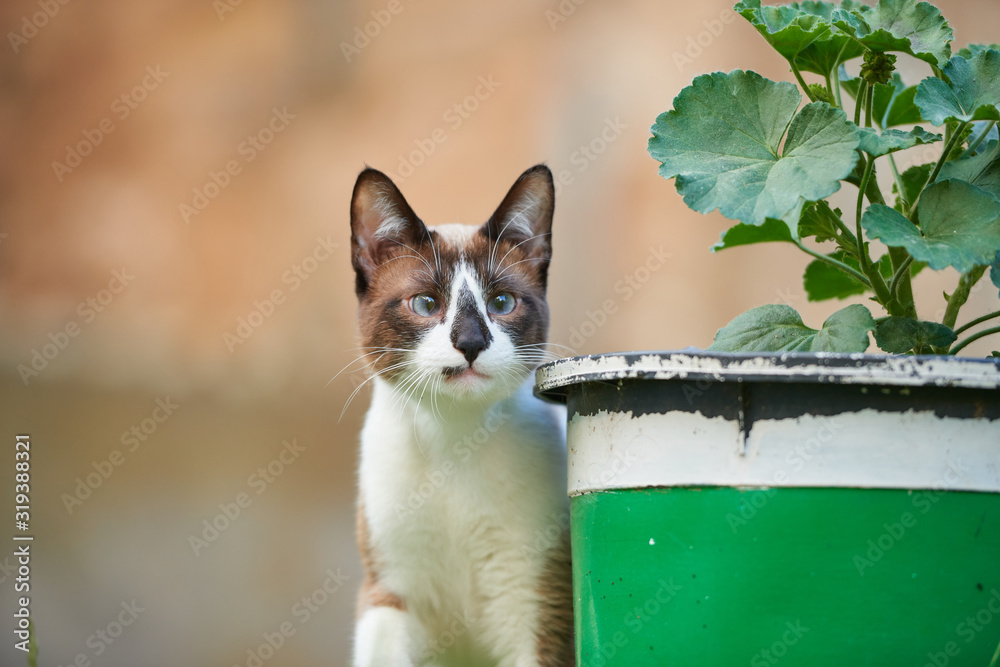 cat in the garden behind a pot waiting