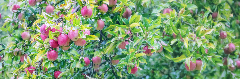 Ripe red apples hanging on the tree in rainy weather Ripe red apples hanging on the tree in rainy weather