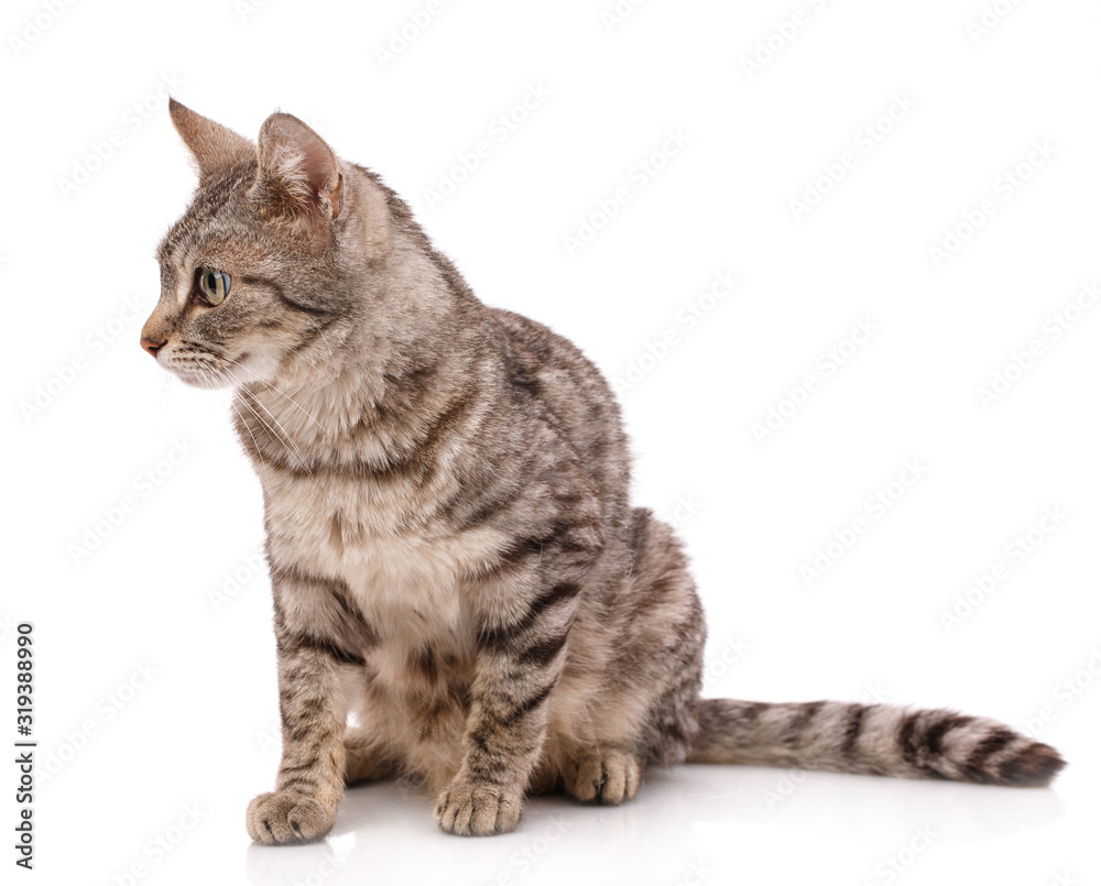Close up view of gray tabby cute kitten with yellow eyes. Pets and lifestyle concept. Close up view of gray tabby cute kitten with yellow eyes. Pets and lifestyle concept.