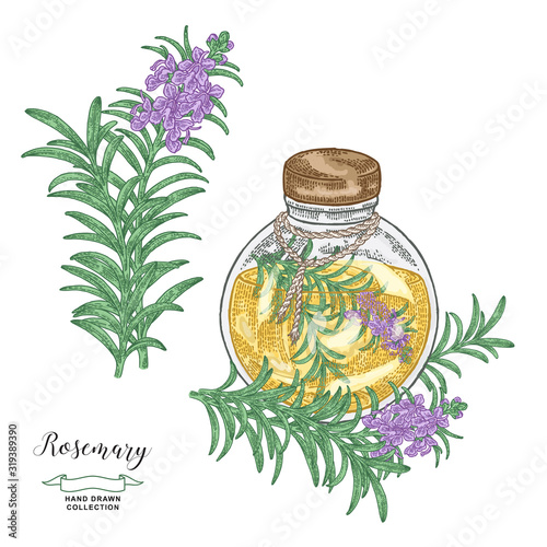 Round glass bottle of oil with rosemary branch. Rosemary plant set. Medical and kitchen herbs. Vector illustration hand drawn. Vintage engraving style.