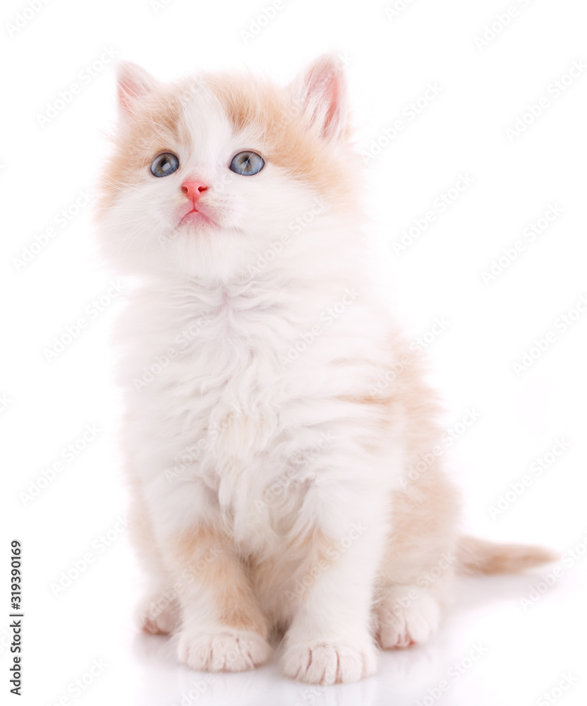 Happy cat on a white background. Cat without breed.