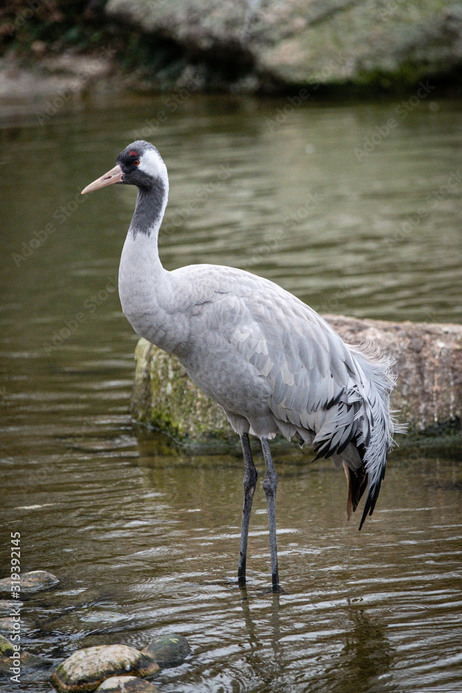 Naklejka premium Grue cendrée