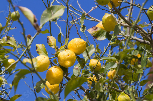 Lemons in a lemon tree