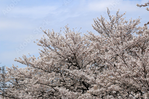 サクラ 桜 さくら 桜の花 サクラの花 さくらの花