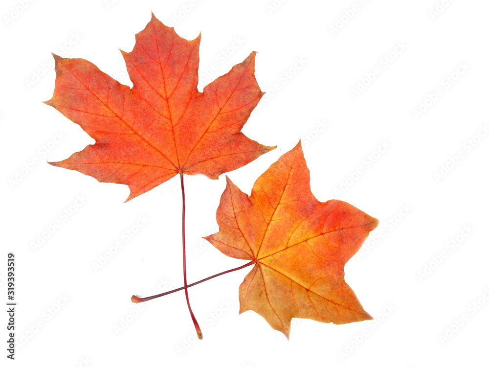 maple leave isolated on white background maple leave isolated on white background