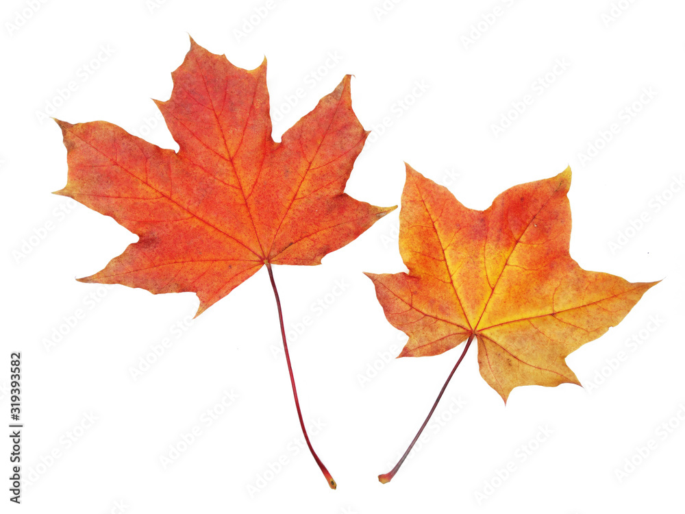 maple leave isolated on white background maple leave isolated on white background
