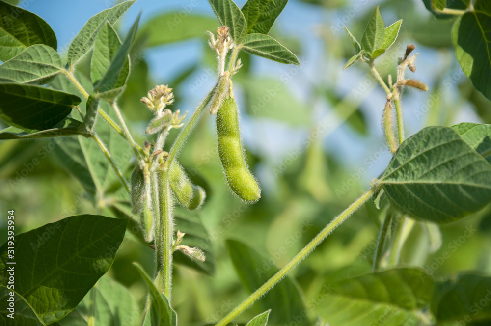 Green pods of soybean varieties on a plant stem in a field during active growth against a blue sky. Selective focus. Space for text. Green pods of soybean varieties on a plant stem in a field during active growth against a blue sky. Selective focus. Space for text.