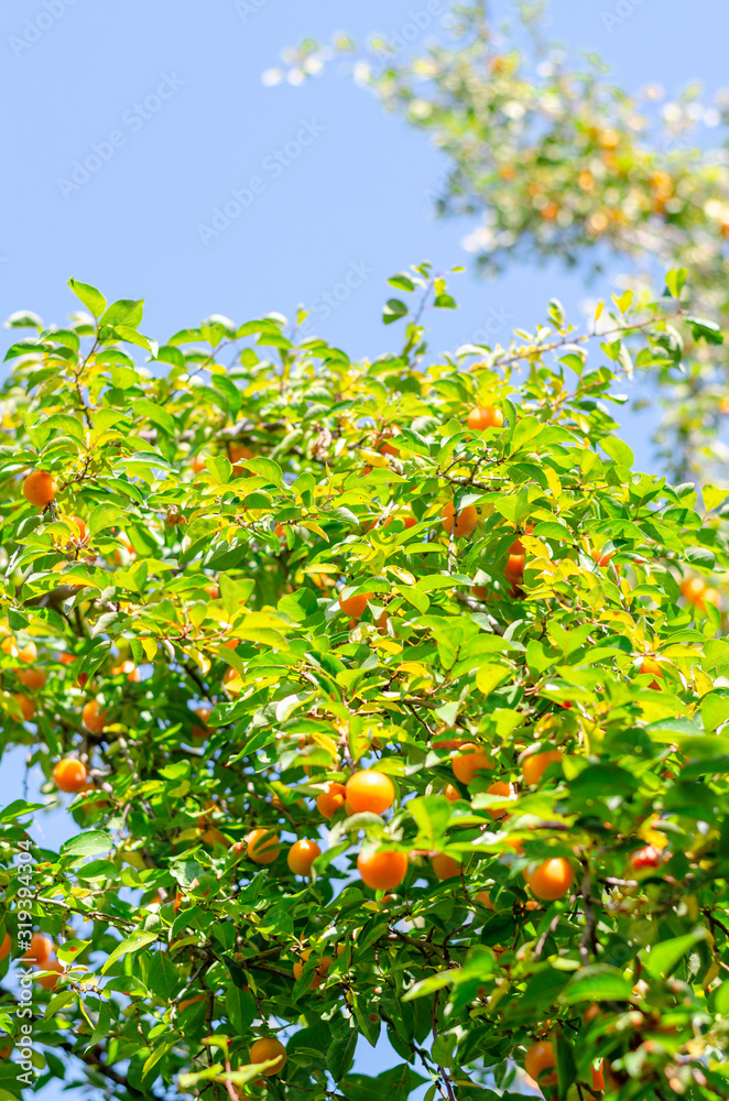 A tree with yellow cherry plum. Bright sunshine
