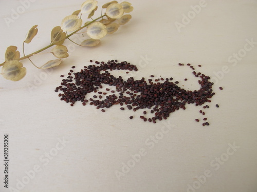 Edible brown-black seeds from field pennycress and stemps with winged pods  photo