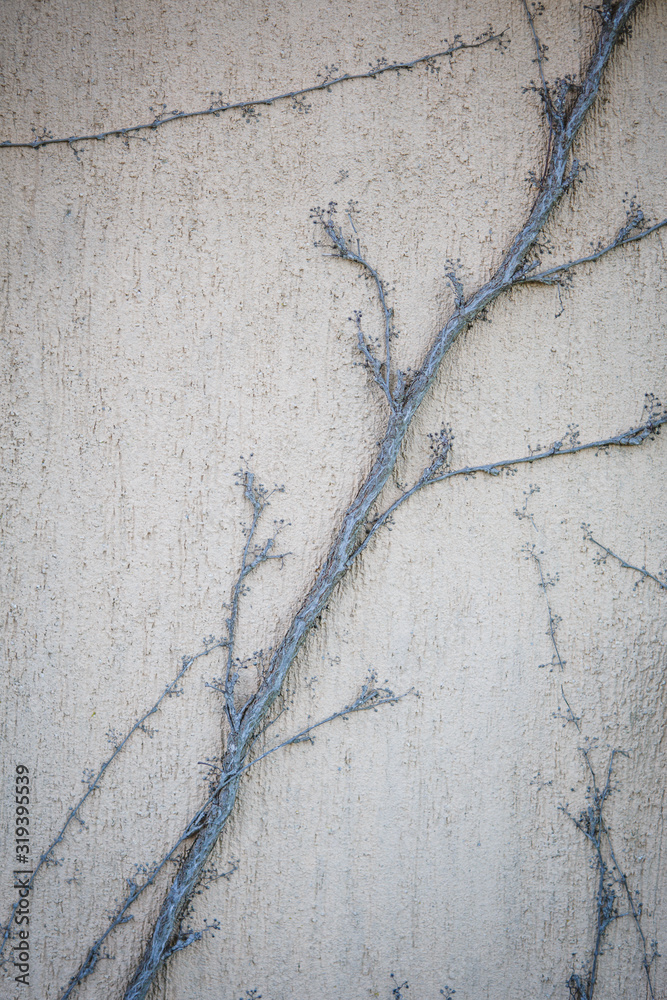 Obraz premium Texture of a vine on a light stone wall. Wild grapes grow on the wall of a house in Bulgaria