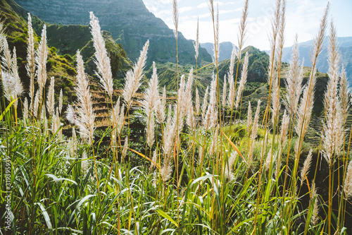 Santo Antao, Cape Verde. Sugar plantation on the greenest and northernmost island in Cape Verde photo