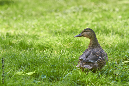 Wild female duck Mallard walking in the grass