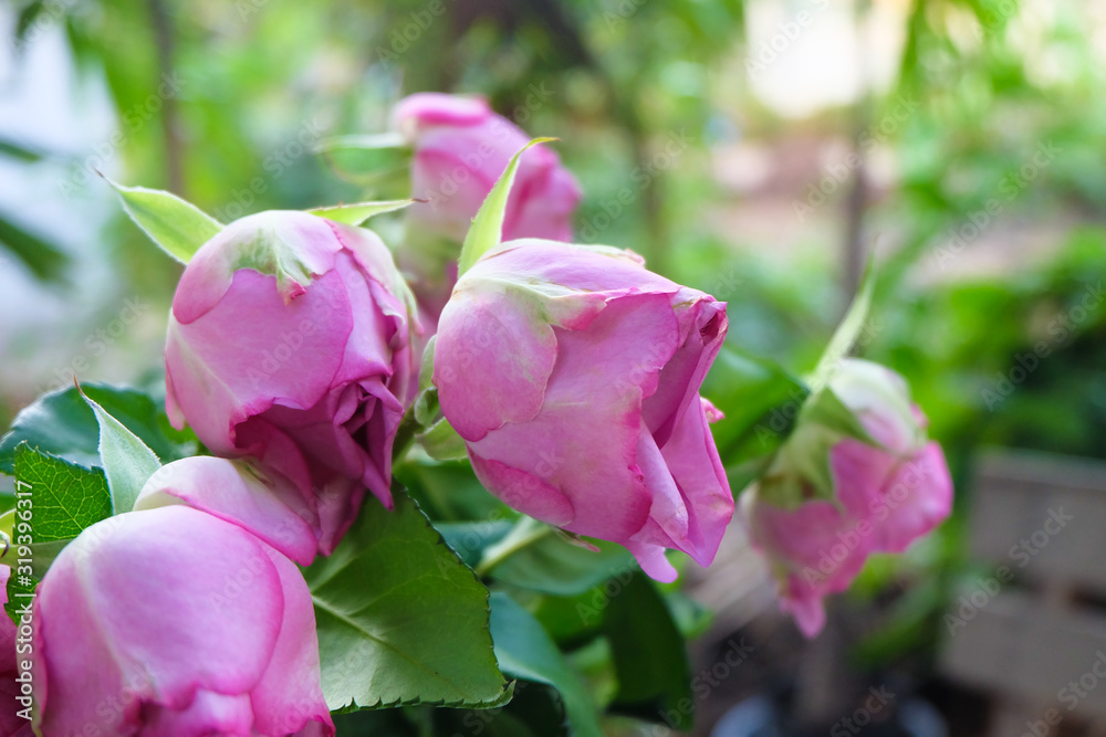 Pink rose flowers in Valentine's day concept. Pink rose flowers in Valentine's day concept.