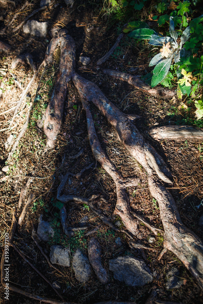 Natural texture of the roots on the ground. The thick interlacing of roots in the dark earth, eco background Natural texture of the roots on the ground. The thick interlacing of roots in the dark earth, eco background