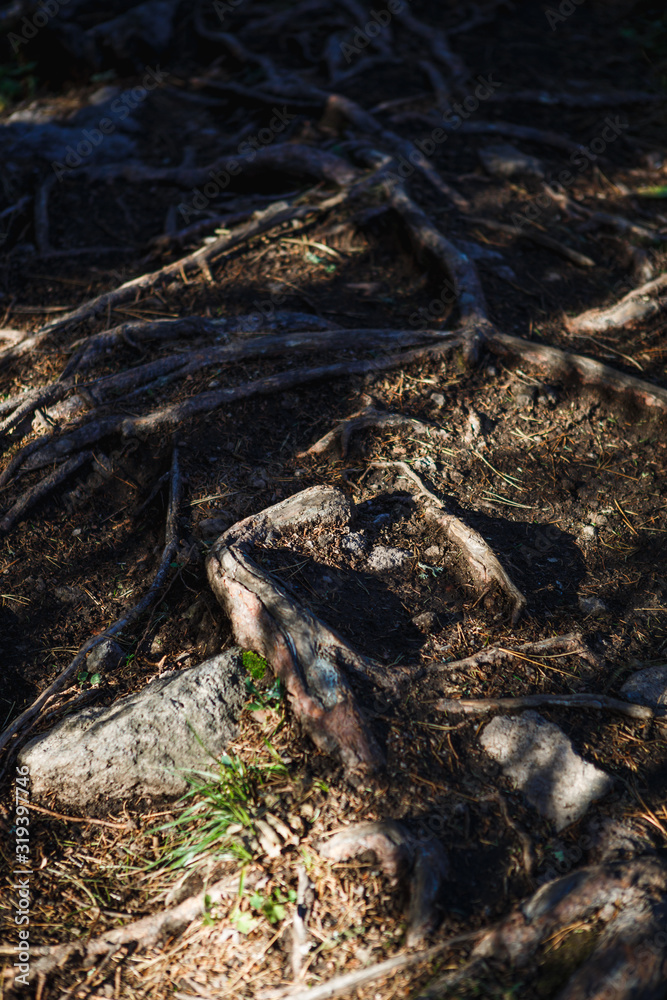 Natural texture of the roots on the ground. The thick interlacing of roots in the dark earth, eco background