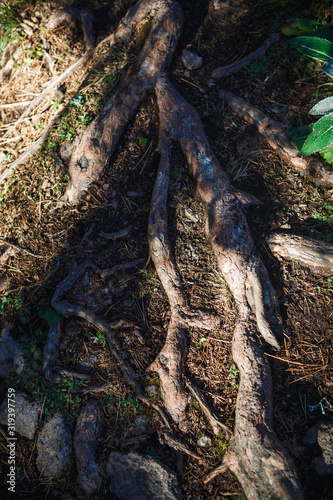 Natural texture of the roots on the ground. The thick interlacing of roots in the dark earth, eco background