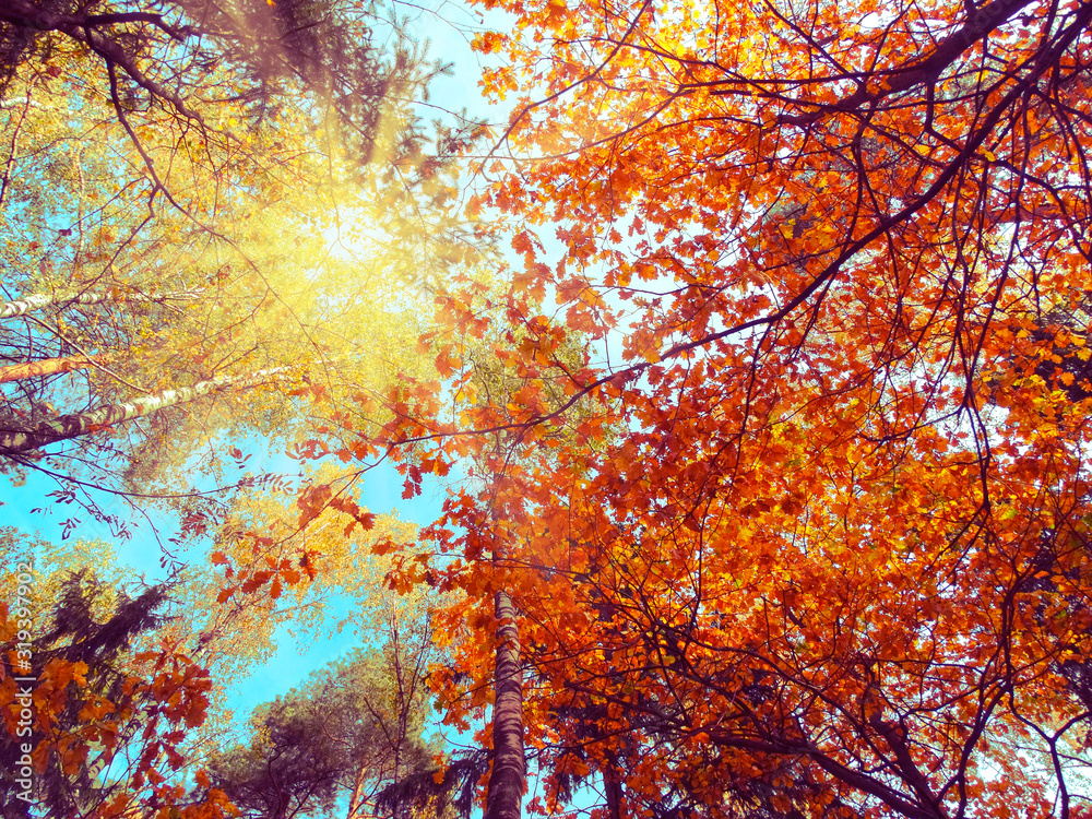 autumn background forest with oak trees and sunny beams autumn background forest with oak trees and sunny beams