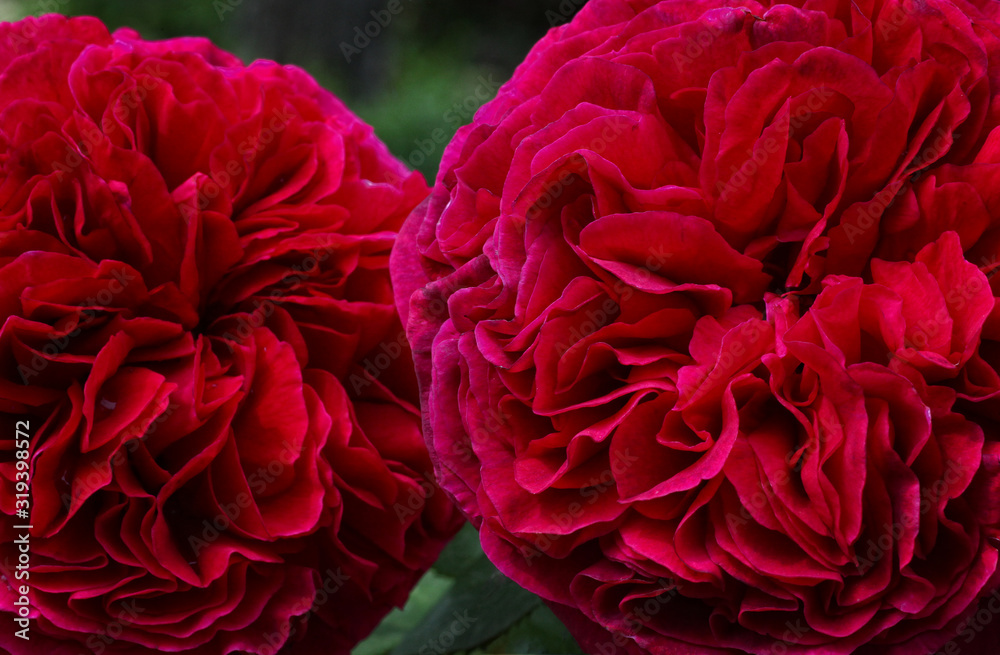 Dunkel magenta Rosenblüten mit Knospen im Hintergrund vor grünen Blättern im Garten Dunkel magenta Rosenblüten mit Knospen im Hintergrund vor grünen Blättern im Garten