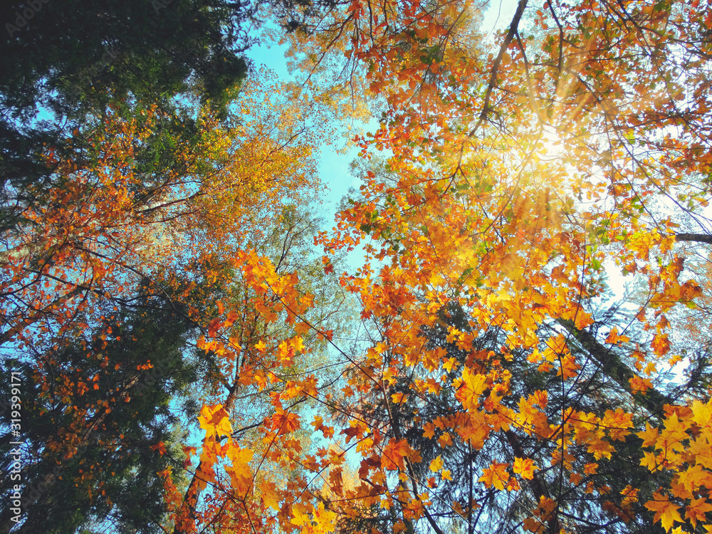 autumn background forest with oak birch trees and sunny beams autumn background forest with oak birch trees and sunny beams