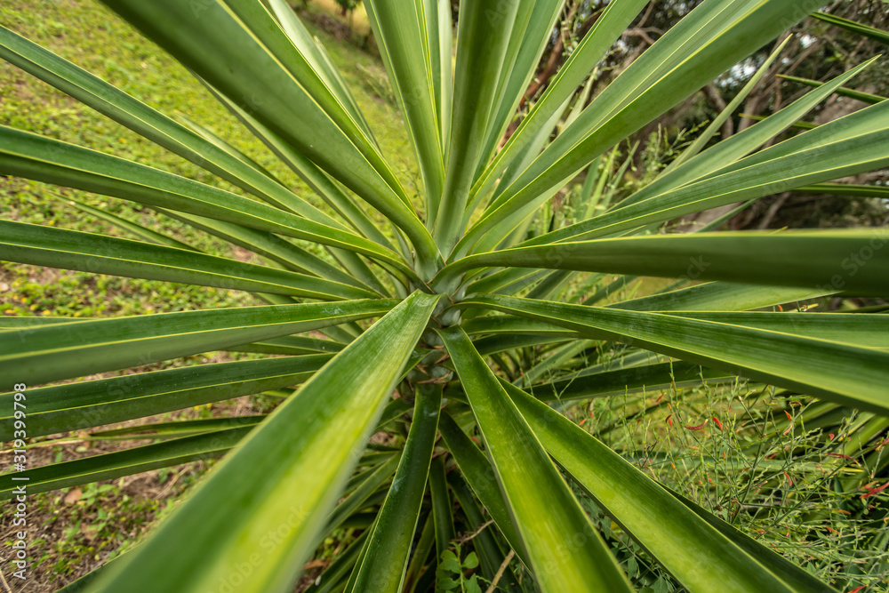 green henequen leaves green henequen leaves
