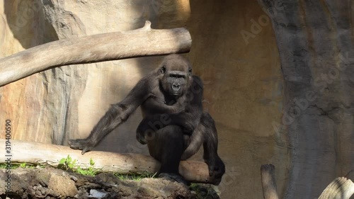 Gorilla in a natural park - Western lowland gorilla photo