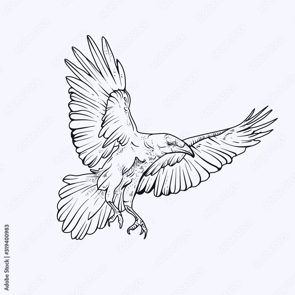 Flying crow line drawing Royalty Free Vector Image