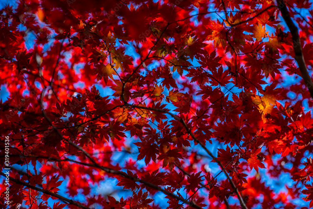 Autumnal ornament, red leaves of maple Autumnal ornament, red leaves of maple