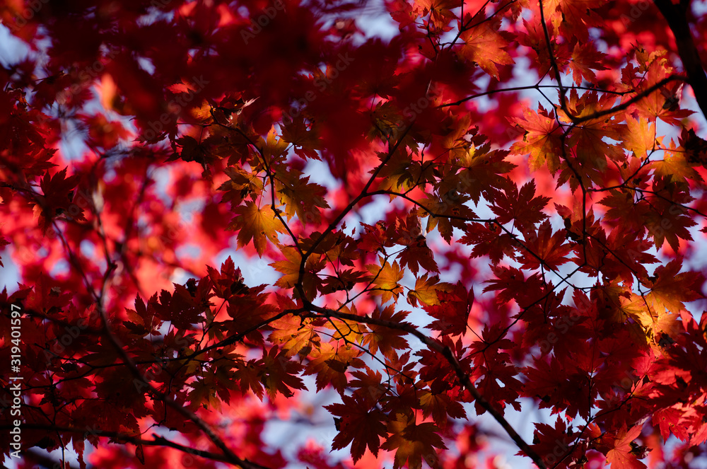 Autumnal ornament, red leaves of maple Autumnal ornament, red leaves of maple
