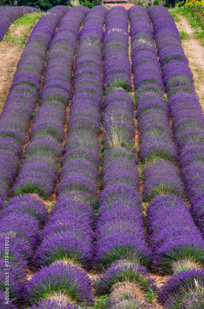 Fototapeta premium Fragment of a lavender field with picturesque bushes of lavender. France. Provence. Plateau Valensole.