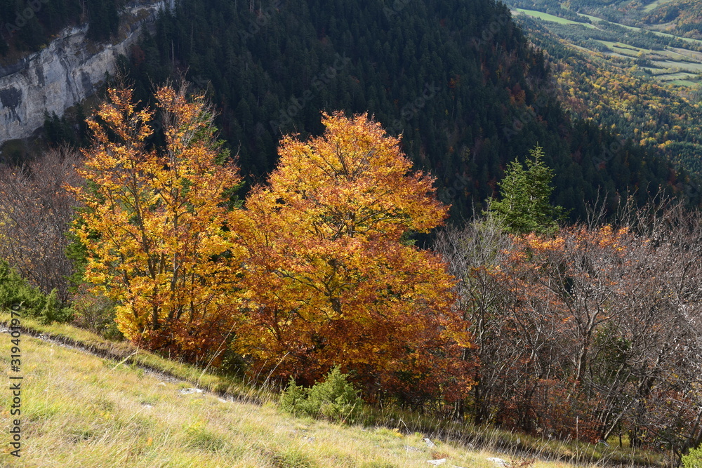 Hêtres aux couleurs d'automne sous la Cabane de Rochassac