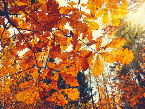 autumn background forest with oak trees and sunny beams