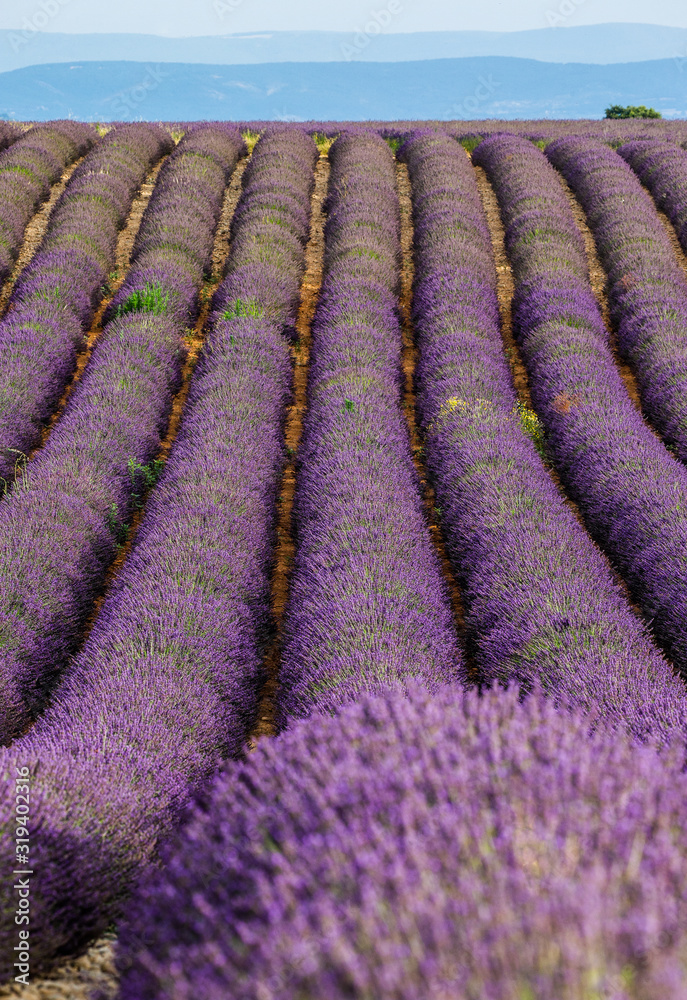 Naklejka premium Picturesque lavender field. France. Provence. Plateau Valensole.