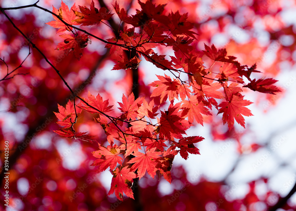 Autumnal ornament, red leaves of maple Autumnal ornament, red leaves of maple