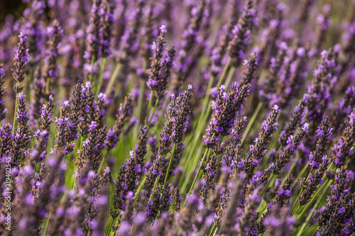 Lavender flowers on a lavender field. Close-up. France. Provence. Plateau Valensole.