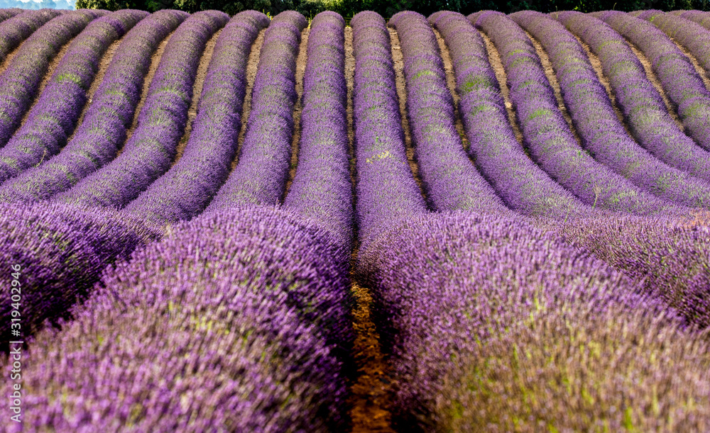 Naklejka premium Fragment of a lavender field with picturesque bushes of lavender. France. Provence. Plateau Valensole.