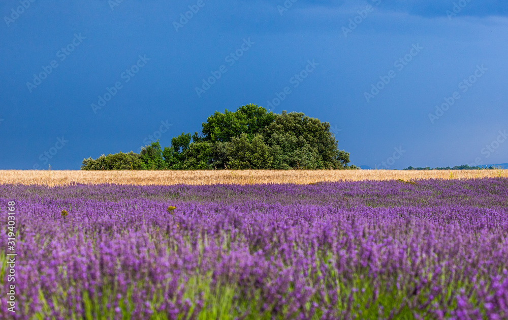 Picturesque lavender field and oat field against a bright blue sky. France. Provence. Plateau Valensole.
