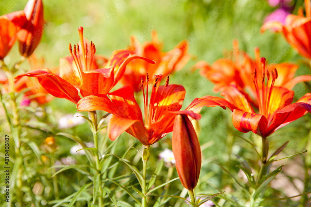 Red lilies in the garden. Beautiful hemerocallis. Red lilies in the garden. Beautiful hemerocallis.