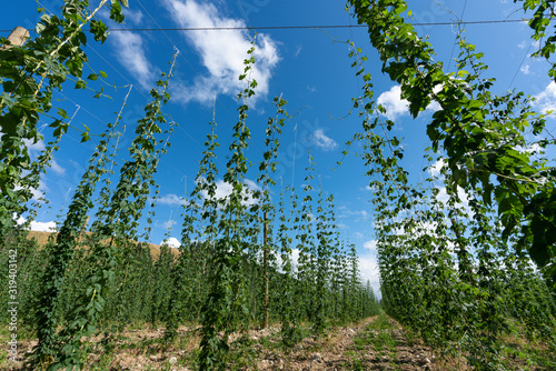 Hops plantation in Nelson New Zealand. Nelson is the main hop growing region of New Zealand. Hops are a key ingredient in the brewing of beer.