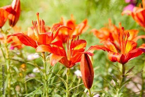 Red lilies in the garden. Beautiful hemerocallis.