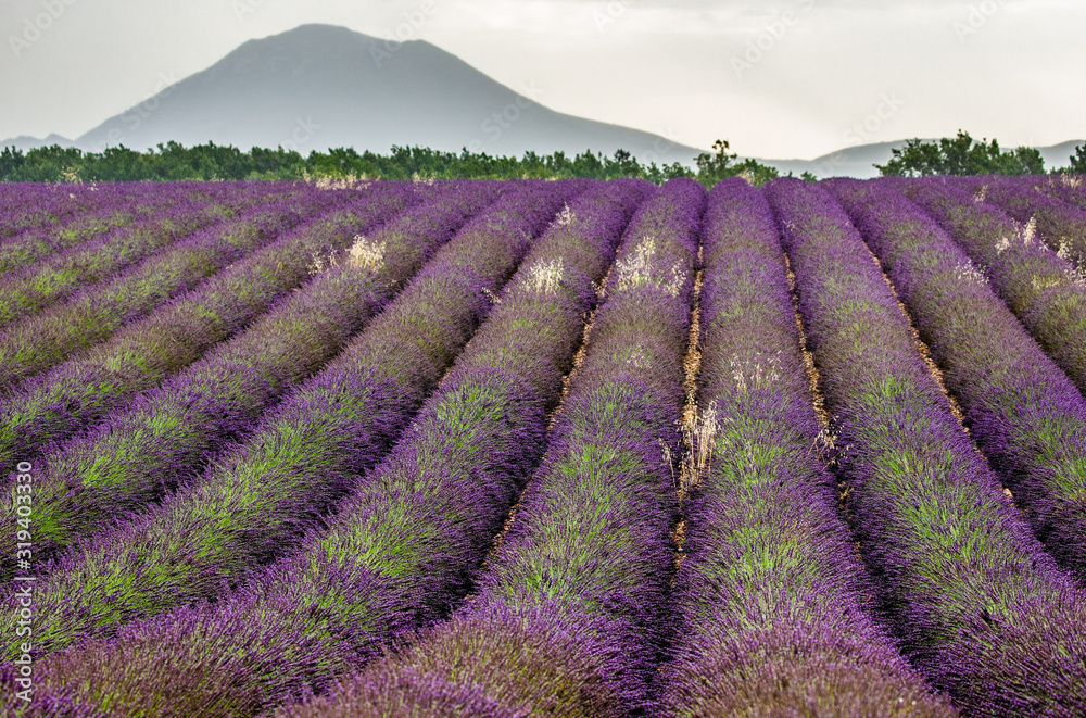 Picturesque lavender field against the backdrop of mountains in the distance. France. Provence. Plateau Valensole.
