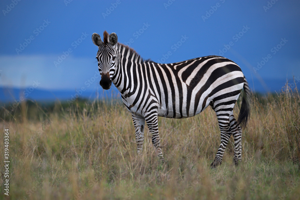 Naklejka premium The plains zebra, also known as the common zebra, Equus quagga, Maasai Mara National Reserve, Kenya