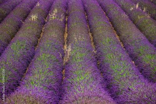 Fragment of a lavender field with picturesque bushes of lavender. France. Provence. Plateau Valensole.