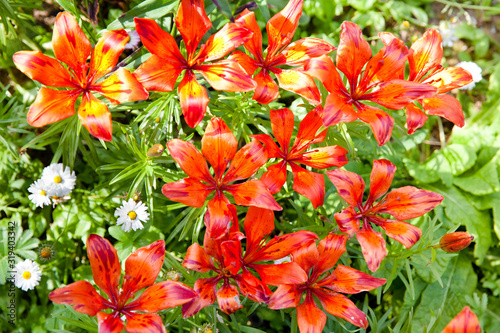 Red lilies in the garden. Beautiful hemerocallis.