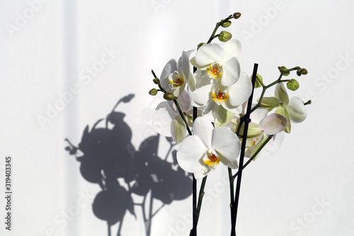 White blooming phaleopnopsis orchid flowers in a closeup. Photographed in a balcony with white wall in the background. Sunny summer day, sunlight creates shadow behind the flowers. Color image. photo