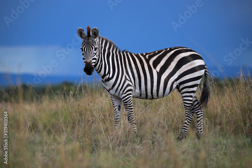 The plains zebra  also known as the common zebra  Equus quagga  Maasai Mara National Reserve  Kenya