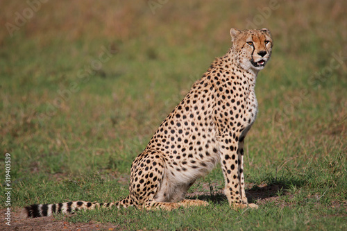 Cheetah, Acinonyx jubatus jubatus looking at camera, Maasai Mara National Reserve, Kenya