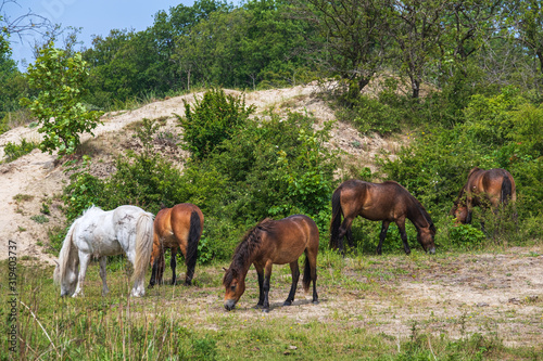 Eine Herde von grasenden Wildpferden in den Dünen von Oostvoorne/Niederlande