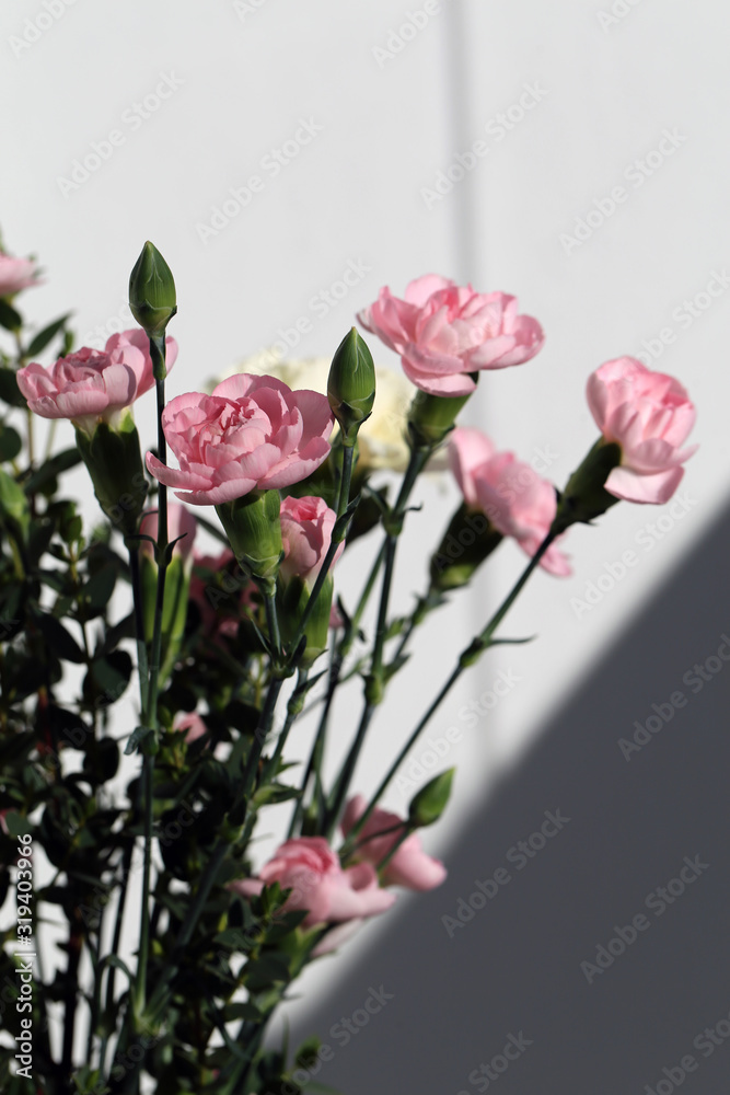 Super cute, light color flower bouquets including baby pink and white dianthus flowers with white chrysanthemum flowers, and some other white flowers. Photographed with a white wall on the background. Super cute, light color flower bouquets including baby pink and white dianthus flowers with white chrysanthemum flowers, and some other white flowers. Photographed with a white wall on the background.