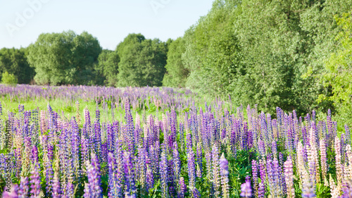 Blooming lupine flowers. A field of lupines. Violet and pink lupin in meadow.