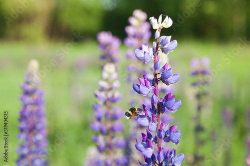 bumblebee collecting nectar on a purple lupine. Landscape with wildflowers.